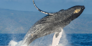 鲸鱼在一次交易中转移了价值1400万美元的YFI