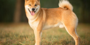 狗狗币2021年的前景怎么样？DOGE有投资的价值吗？