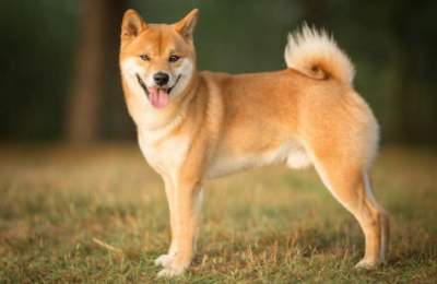 狗狗币2021年的前景怎么样？DOGE有投资的价值吗？