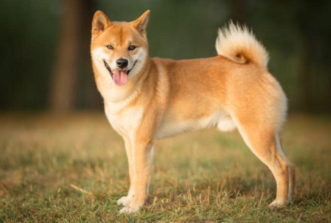 狗狗币2021年的前景怎么样?DOGE有投资的价值吗?